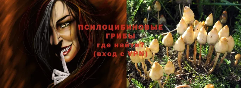 МЕГА ССЫЛКА  Богородицк  Псилоцибиновые грибы Psilocybine cubensis 